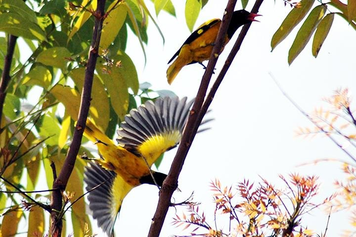 Birds watching in Galle